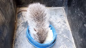 УТРОМ на ХОЗЯЙСТВЕ. НУТРИИ И УТКИ. 30.10.24