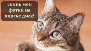 Как скинуть файлы на Яндекс Диск?