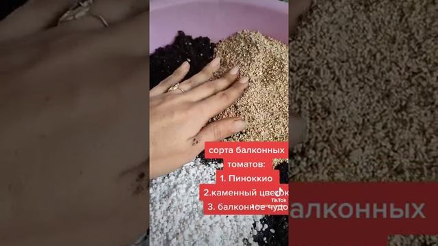 что посадить зимой? #огороднаподоконнике #сортатоматов #огороднаокне