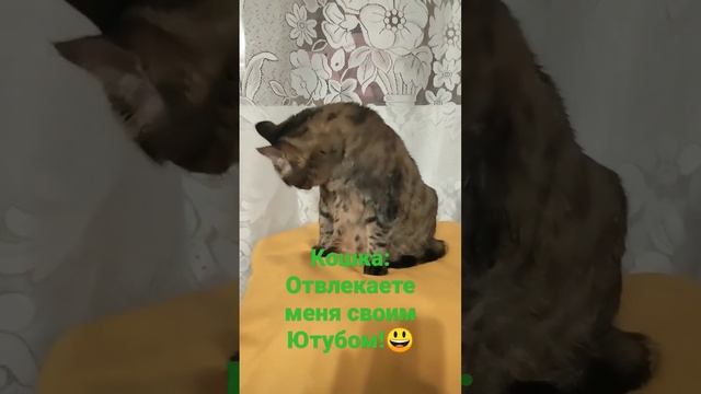 Кошка: Отвлекаете меня своим Ютубом!