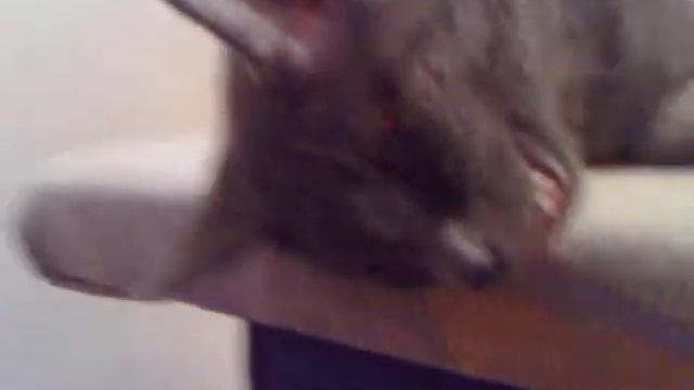 котик(Бося) спит с высунутым языком очень смешно))) смотреть онлайн