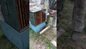 Расширение гнезда пчёл