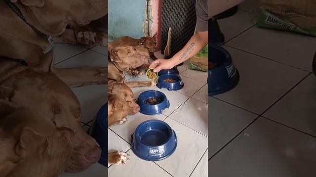 Happy Dog feat. Samsons Clan смотреть онлайн