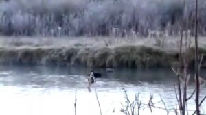 Охота на утку