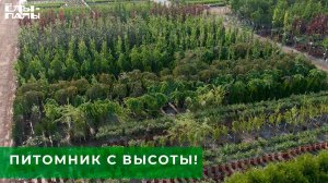 Захватывающий вид с высоты на питомник растений "ЁЛЫ-ПАЛЫ"