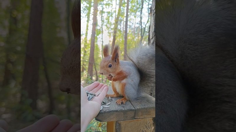 Сижу грызу, грызу сижу️