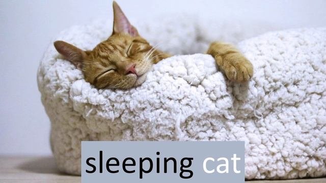 Изучаем слово Cat, кот, кошка, словосочетания и предложение с ним