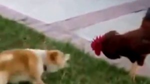 Смелый петух атакует собаку. Чуть не лишился лапы.
