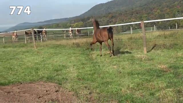 HB 774 смотреть онлайн