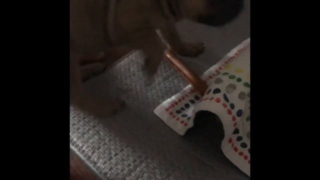 Meet my new dog Lincoln! смотреть онлайн