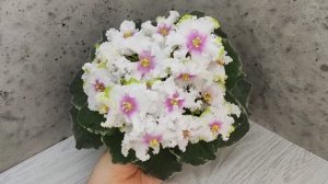 Фиалка Р-Ярило Люкс