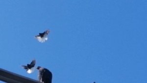 Мелитопольские голуби. Ваше мнение о породе.