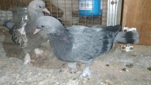Переболевшая пара таклы болезнью Ньюкасла #pigeon #голуби #такла #ньюкасла #вертячка