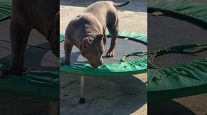 Девочки Американский Булли тип покет