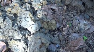 ЗОЛОТО СТАРОГО ПРИИСКА!!! Архив старателя#1