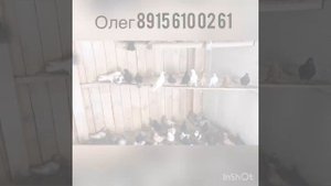 Хаустов Олег, Николаевские голуби с торцевым полетом.