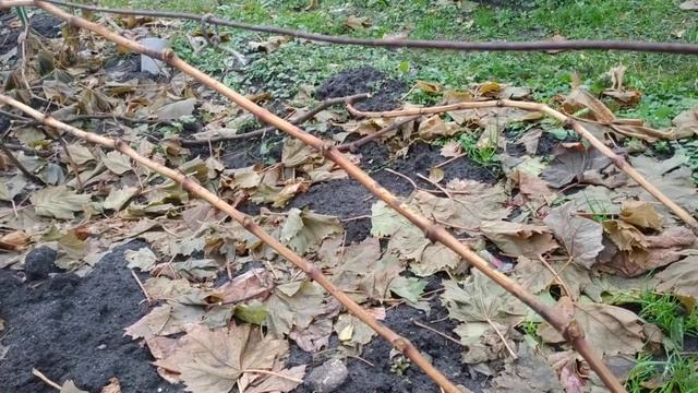 Виноград. Обрезка на усиленное звено смотреть онлайн