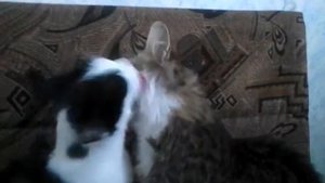 кот и кошка целуются))