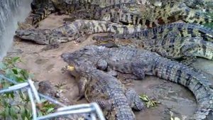 Hungry Krokodil in Samui