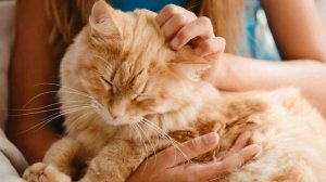 Почему нельзя гладить кота против шерсти