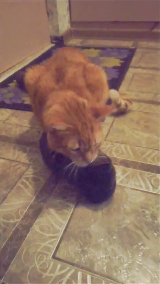 Не уходи, побудь со мною #смешнойкот #смешноевидео #животные #animals #юмор #funnycat  #shortvideo