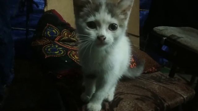 Котенок вцепился в оператора - Явление смотреть онлайн