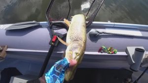 Шикарная Рыбалка !Чудесная Погода ! Graphiteleader Super Vivo GSVLS-882MH