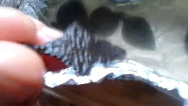 Поиск монет ..находки..