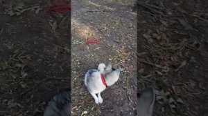 Как отучить хаски убегать