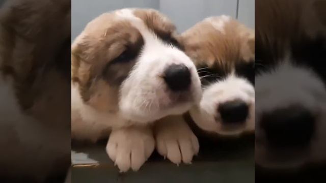 ЗУР БАШИ (помет "У" Енисей*ИСЛАНДИЯ д.р. 18.10.20) щенки АЛАБАЯ ☎️ +7 937 36 999 03; смотреть онлайн