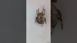 Паук-крестовик