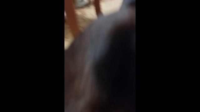 ставлю стену из телефона коту 19 сек челлендж смотреть онлайн