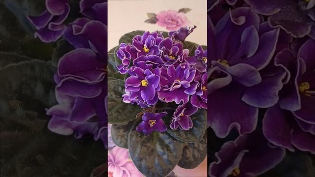 Сортовая фиалка Optimara Hawaii Год представления сорта 1987! Первая фиалка нашей коллекции!