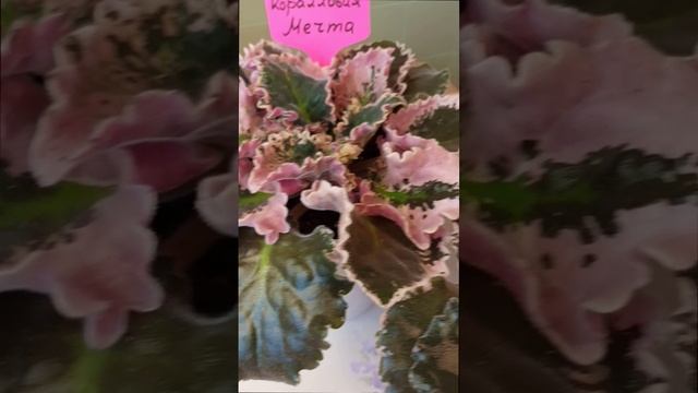 Сортовая фиалка ЛФ-Коралловая Mечта. Шикарные Коралловые махровые цветы! Розовая пестролистность!