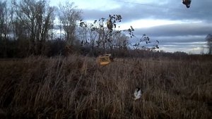 ловля щеглов в лесу  на сеть паутинку часть 2