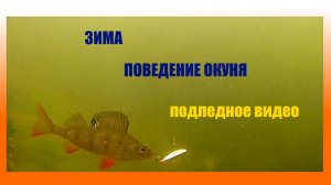 Зима. Окунь.Подводное видео.