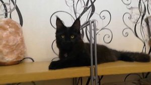 Чёрная солидная с белым медальоном девочка котёнок Мейн-кун, 6 месяцев