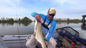 Ловля Жереха после нереста. Пробую в деле Nautilus Verona ASP VRAPS-862M