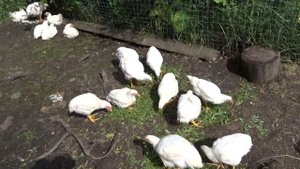 КУРЫ БРОЙЛЕРЫ 45 ДНЕЙ