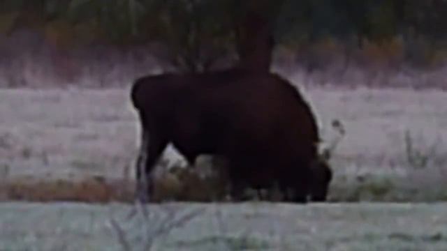 Bisonte europeo смотреть онлайн