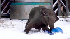 Слон Филимон радуется первому снегу в зоопарке Казани