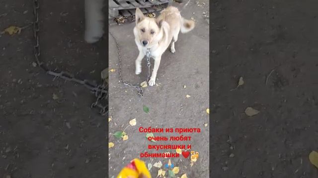 собаки из приюта ждут своих родителей 🏡🐕🙏🏻 #лучшийдруг #новосибирск #возьмисобакуизприюта
