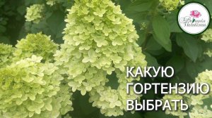 КАКУЮ ГОРТЕНЗИЮ ВЫБРАТЬ