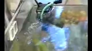 Аквариум дома