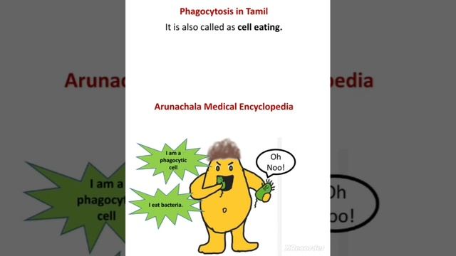 Phagocytosis in Tamil / Cell eating / Physiology in Tamil