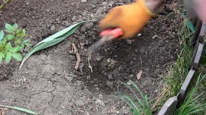 Реанимация роз после зимы. Как спасти молодые розы?