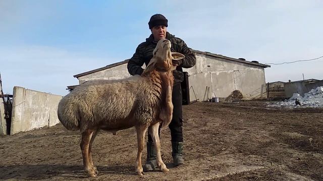 Гиссарский кочкар, средняя Азия купила Лимузина я отправил его, делайте выводы друзья! смотреть онлайн