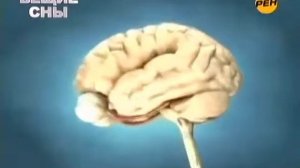 Безграничные возможности нашего мозга