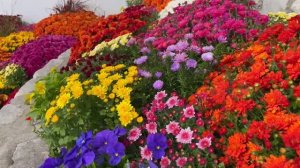 Прогулка по осеннему саду. Удивительные цветы и расслабляющая музыка на острове Макинак!...