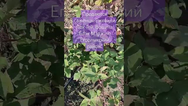 Саженцы ежевики по 150₽. Кусты по 350. #Егорлыкскийрайон #ростовскаяобласть #агро #2024 #сезон